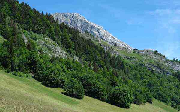 A calm forest path with soft morning light